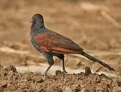 Immature at Hodal, Faridabad, Haryana, India