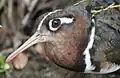 Close-up of a female – Kruger National Park, South Africa