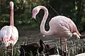 Greater flamingo (Phoenicopterus roseus) and glossy ibis (Plegadis falcinellus) in Zooparc de Trégomeur, 2025