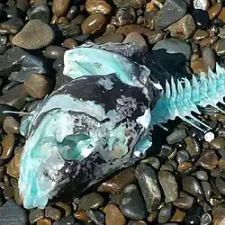 As their name implies, the bones of the species are blue-green in colour