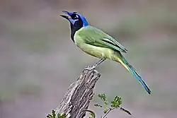 Green jay