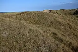 sand dunes with coarse grass
