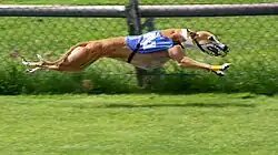 A greyhound dog jumps through the air as it runs in a race. It is wearing a blue vest with a white number two on it and a muzzle.