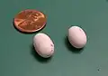 Ground skink eggs.