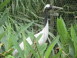 Red-crowned crane