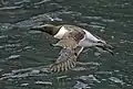 in flight off Skomer Island