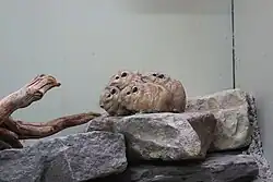 Four rodents clustered together on a rock.
