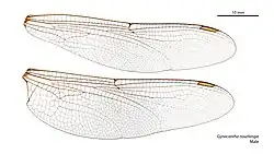 Male wings