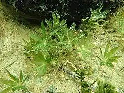 Image showing multiple shoots of H. engelmanni which are green seagrasses that have blades arranged in a star-like shape. They are short and low to the substrate with thin stems