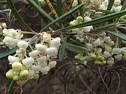 Flowering at the Regional Parks Botanic Garden