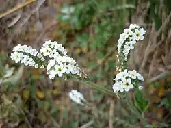 Heliotropium europaeum