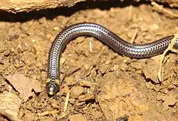 Habrophallos type species; Collared blind snake (H.&nbsp;collaris)