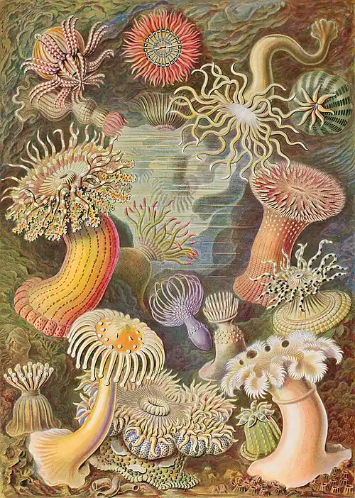 Sea anemones (Actiniaria, part of Hexacorallia)