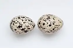 Image of Haematopus chathamensis eggs from the collection of Auckland Museum