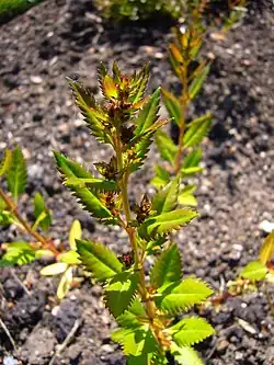 Flowers and leaves of Haloragis erecta