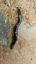 Hammerhead worm found in Chennai and Coimbatore, India