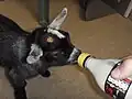 African pygmy goat being hand reared