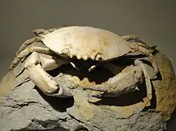 Harpactocarcinus, a crab