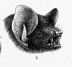 Drawing of bat head