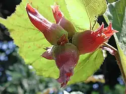 Common hazelnut, as it grows on the tree