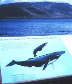 A coastal sign describing humpback whales