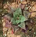 The "acuminata" ("pointed") variety of Haworthia pygmaea, with sharper pointed leaves