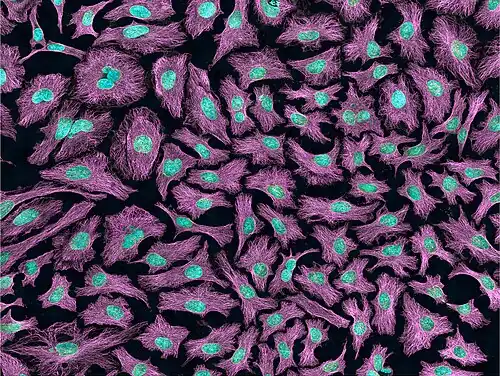 Multiphoton fluorescence image of HeLa cells with cytoskeletal microtubules (magenta) and DNA (cyan). Nikon RTS2000MP custom laser scanning microscope.
