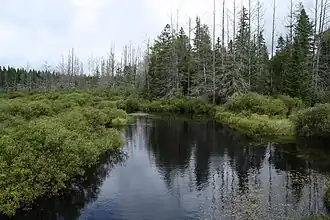 Headwaters Wilderness in the Nicolet National Forest