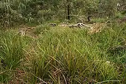 Ground layer of Lepidosperma concavum in heathy woodland