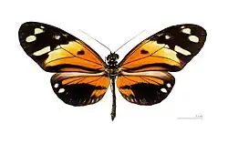 Heliconius numata numata, dorsal, MHNT