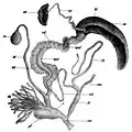 Reproductive system of H.&nbsp;pomatia