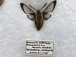 A Hemaris aethra specimen rests on a foam board in a display box. The handwritten label below it reads: "Hemaris diffinis. Snowberry hawkmoth. Atikokan, Ontario. June 21, 1981."