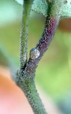 Hemiberlesia lataniae, latania scale, New Zealand