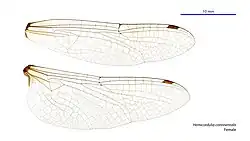Female wings