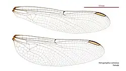 Female wings