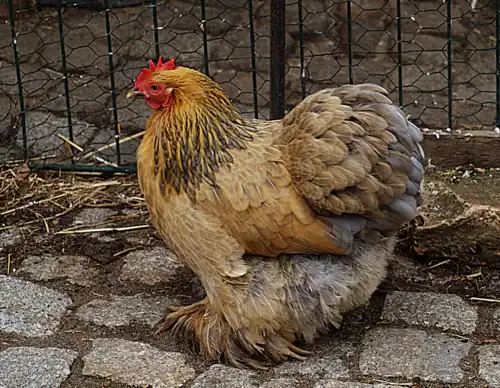 Bantam hen