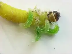 Hercus fontinalis larvae feeding on caterpillar