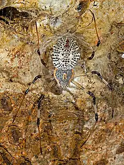 Characteristic yellowish, U-shaped patch near the front clearly visible