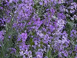 Hesperis matronalis L. — Dame's rocket