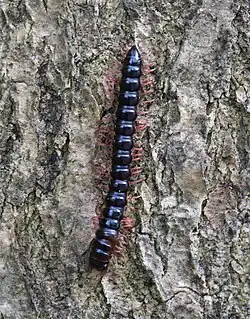 Heterocladosoma bifalcatum (Paradoxosomatidae) from Australia