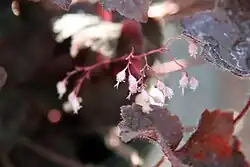 'Bressingham Bronze' cultivar