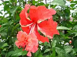 Hibiscus 'El Capitolio'