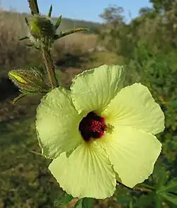 Hibiscus diversifolius