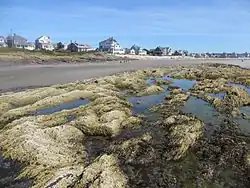 Higgins Beach at low tide