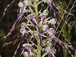 Lizard orchid.