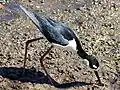 Black-necked stilt