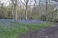 Bluebells in Hodgemoor Wood