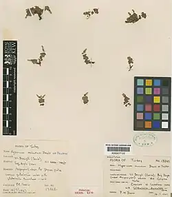 Holotype specimen of Hypericum minutum with several plant cuttings and collection notes