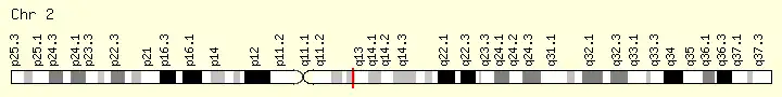 The red line shows the CCDC138 locus on chromosome 2q12.3.