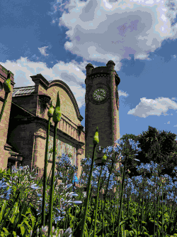 Agapanthus flowers in front of the Horniman Museum clocktower, with a blue sky behind